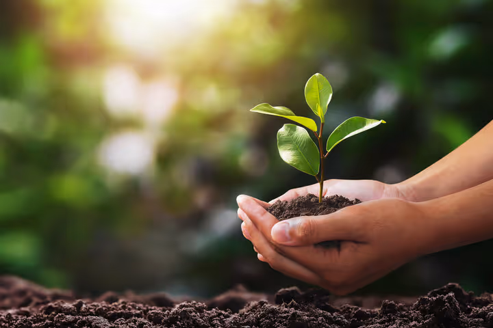 Two hands holding a young sprout planted in rich soil, with a blurred natural forest background
